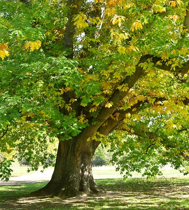 Roteiche Baum des Jahres Andreas Gomolka 370 