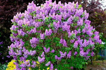 lilac bush 2276160 370